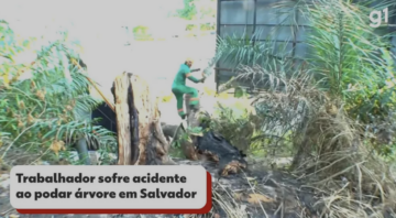 Auditoria-Fiscal do Trabalho apura acidente com trabalhador durante corte de árvore em Salvador.